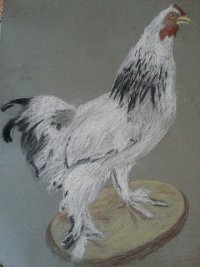 Абдрашитова Ксения,8 лет, Петух,  соус, преп Бин АА, Рязановская ДШИ «Дар»